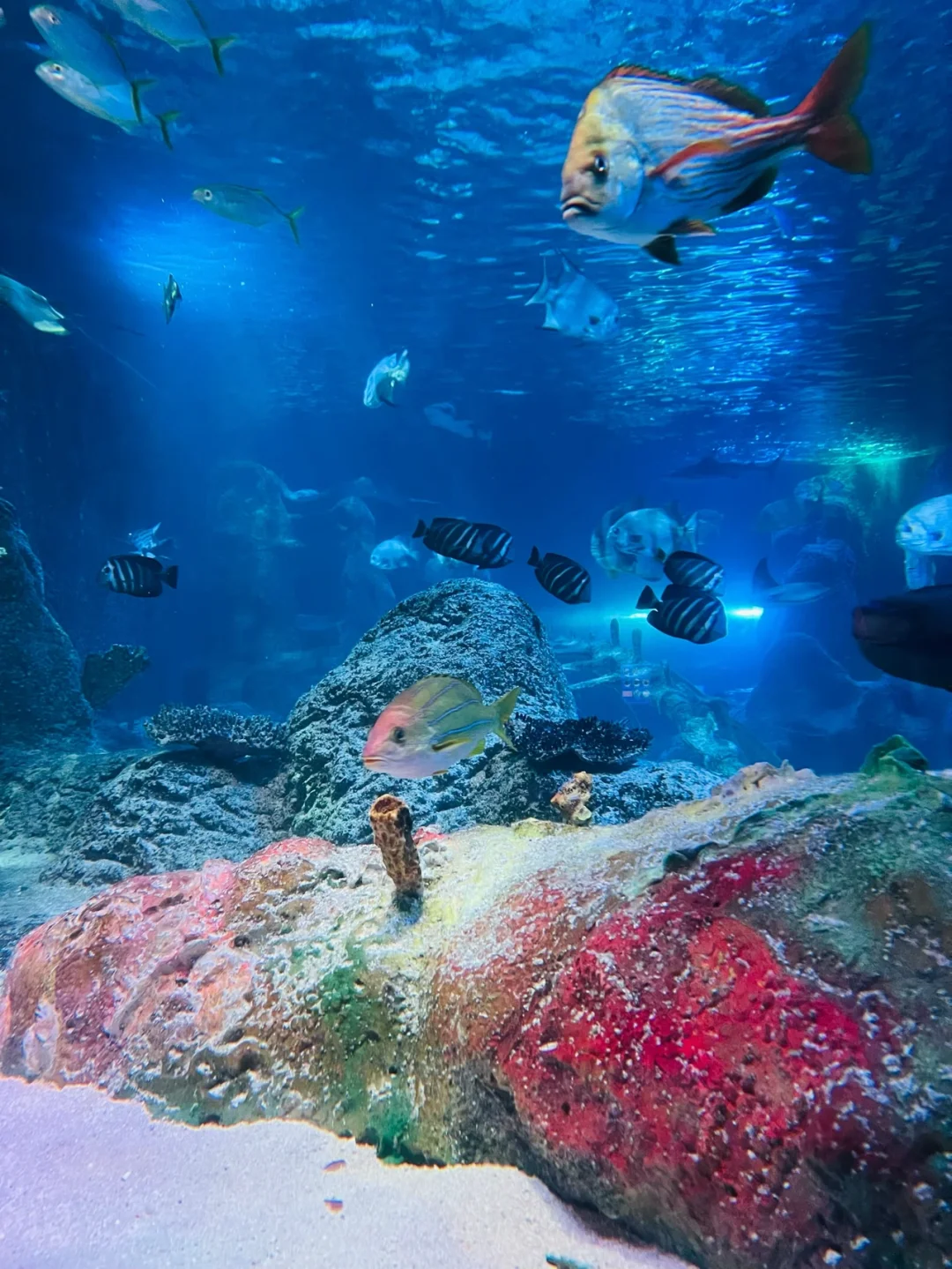 Dallas with Kids: Legoland + SeaWorld