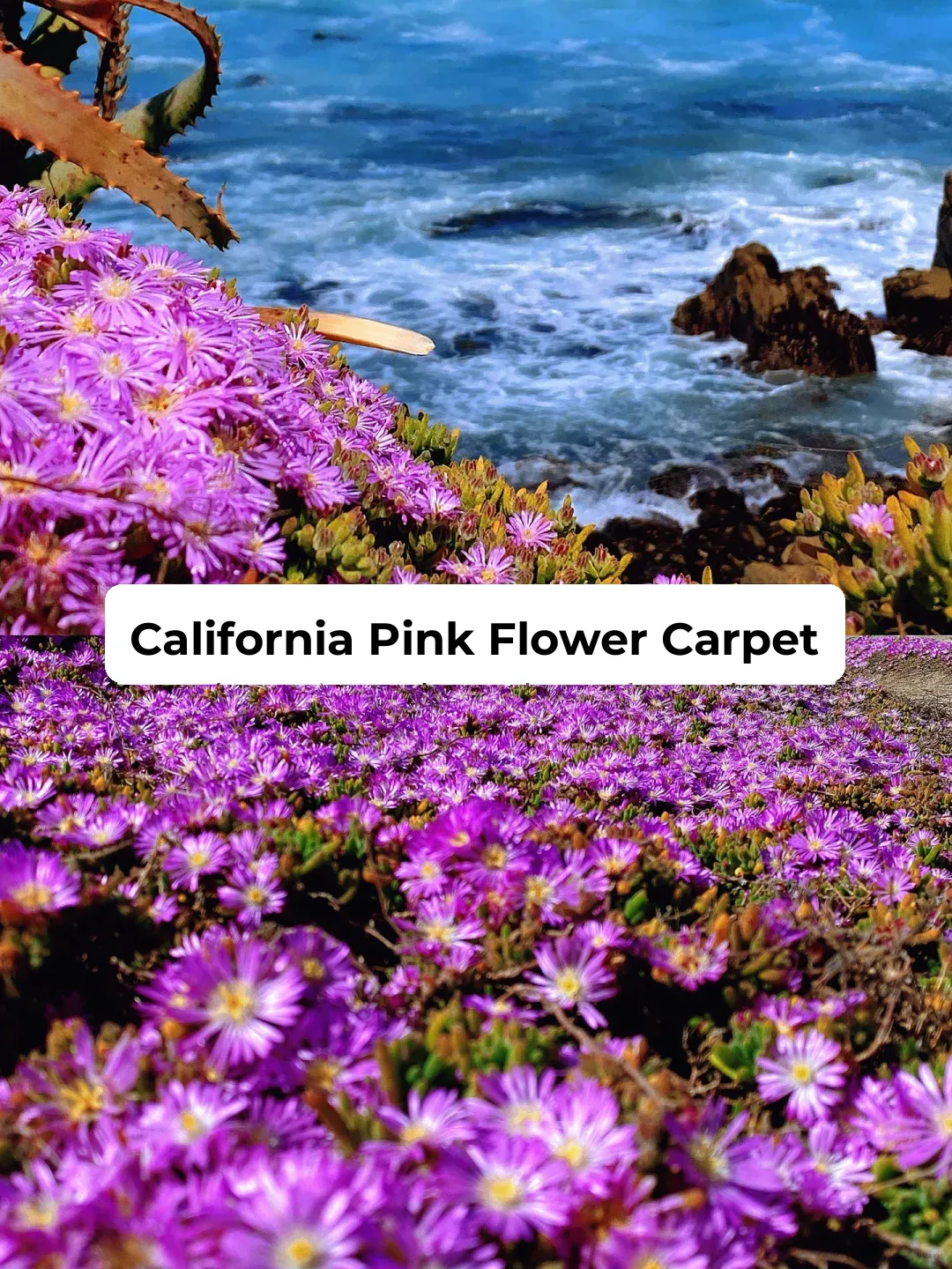 💖San Francisco Bay Area, California／April Blooms of Pink Floral Carpets💖
