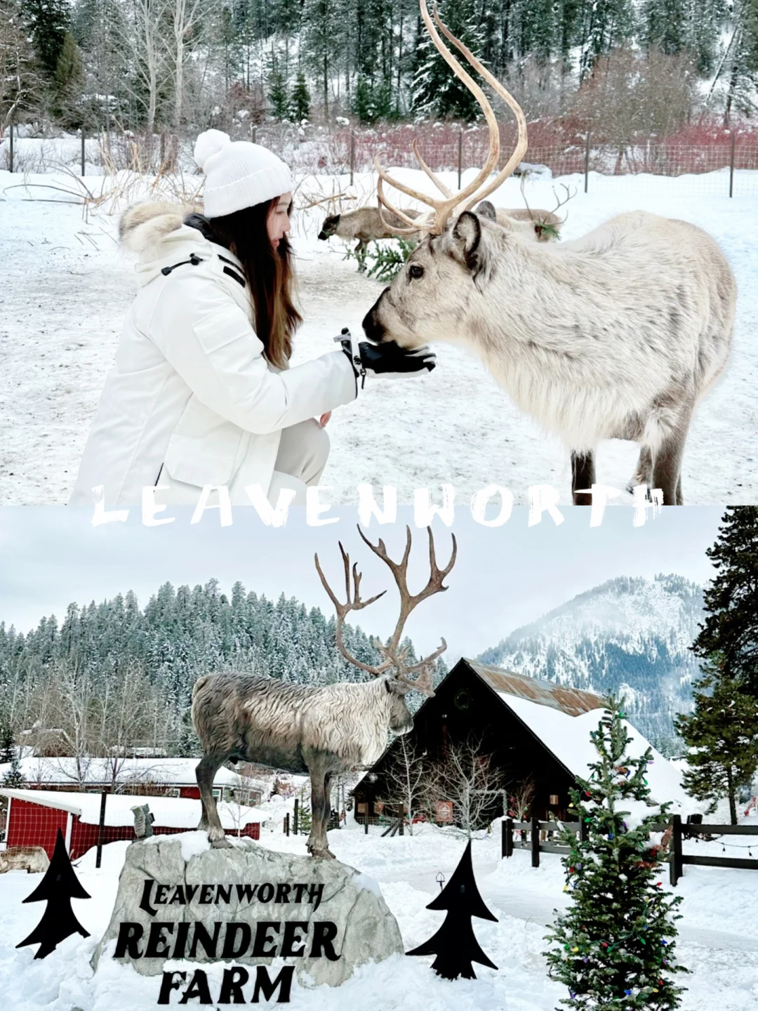 Seattle Winters ❄️ Must-Visit: Elk Farm & Snowmobile Adventure