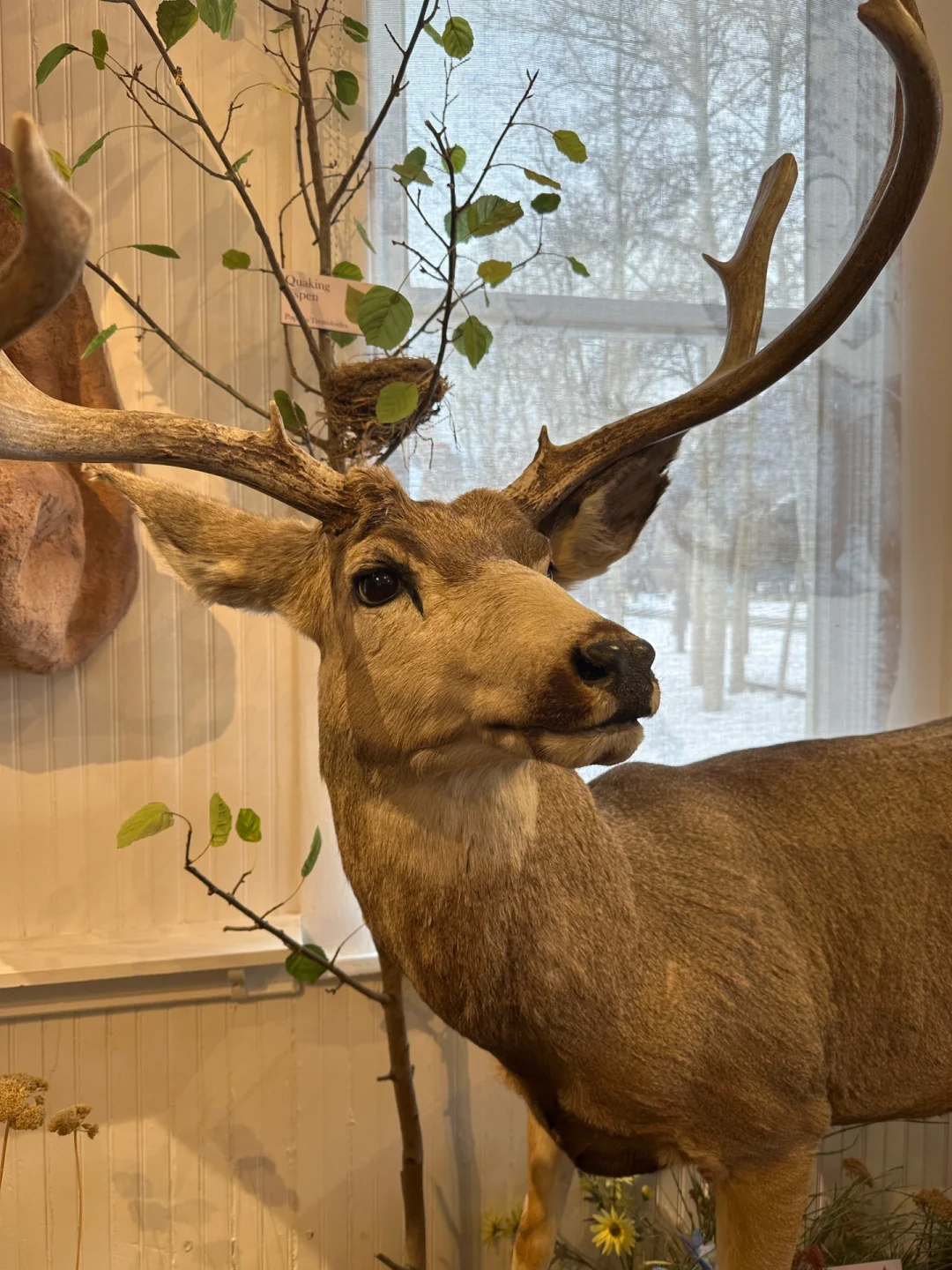 Ski Resort Town in Colorado—Frisco