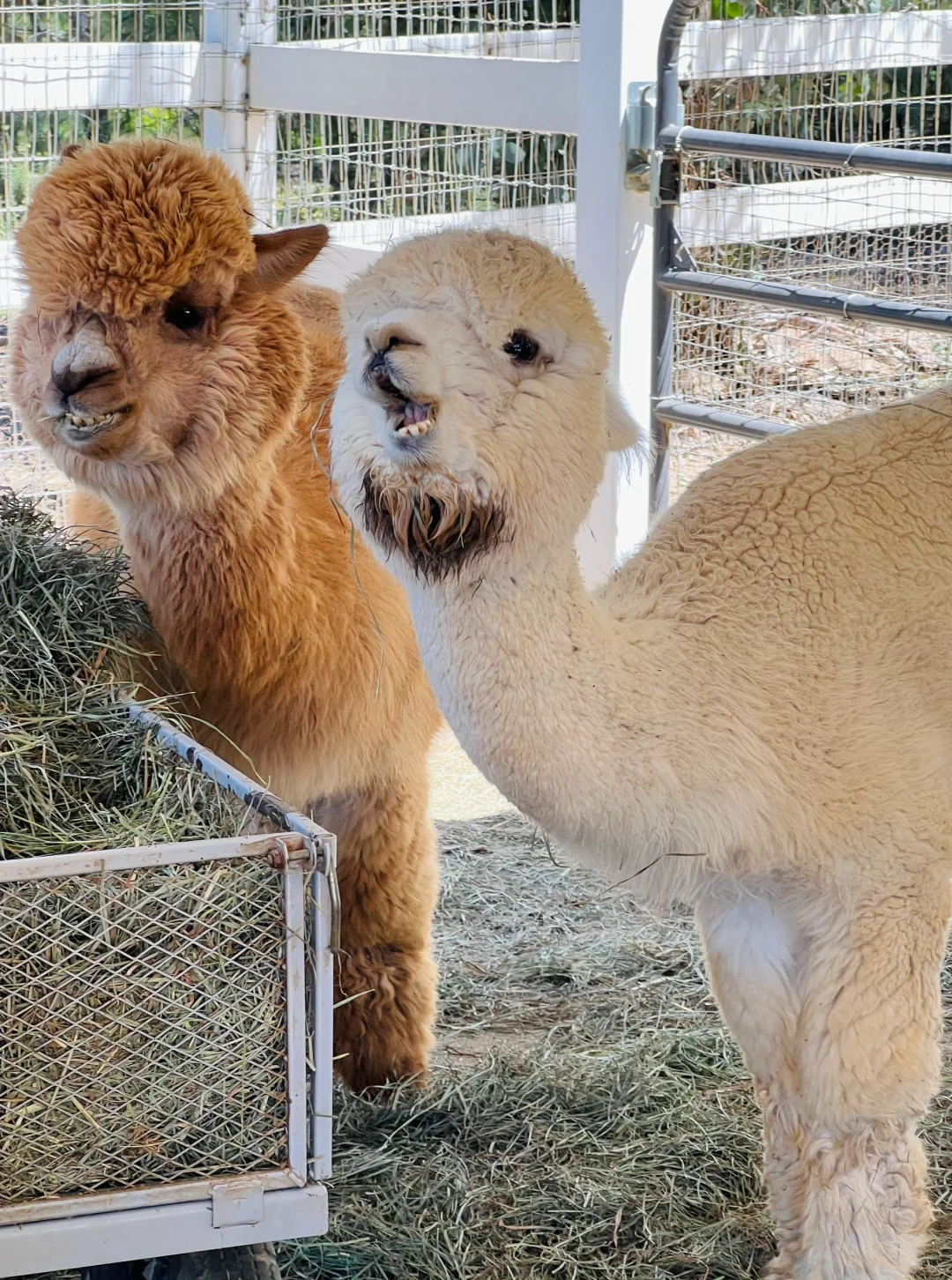 Around LA: The Pet-Friendly Animal Farm