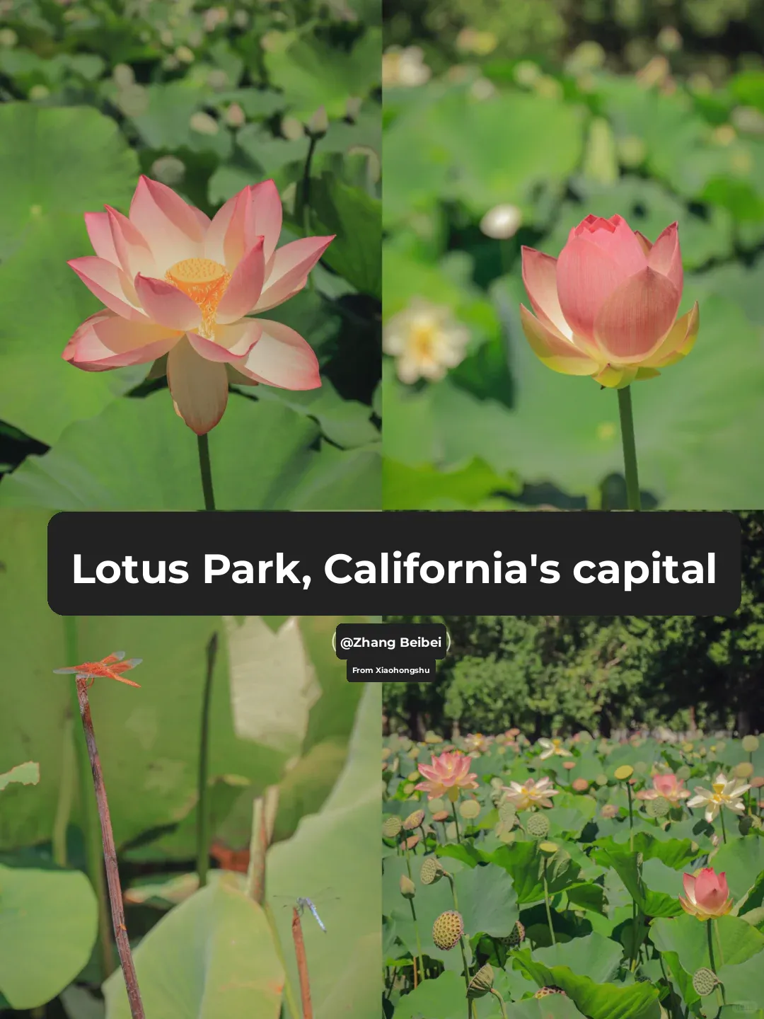 California's Capital Lotus Park 🌸 | Sacramento Attractions 🌿