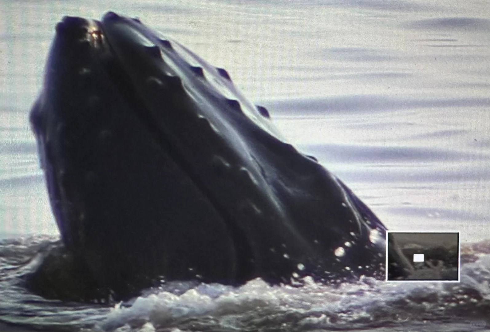 Whale Watching Guide at Pacifica Shoreline, Bay Area - August 2024