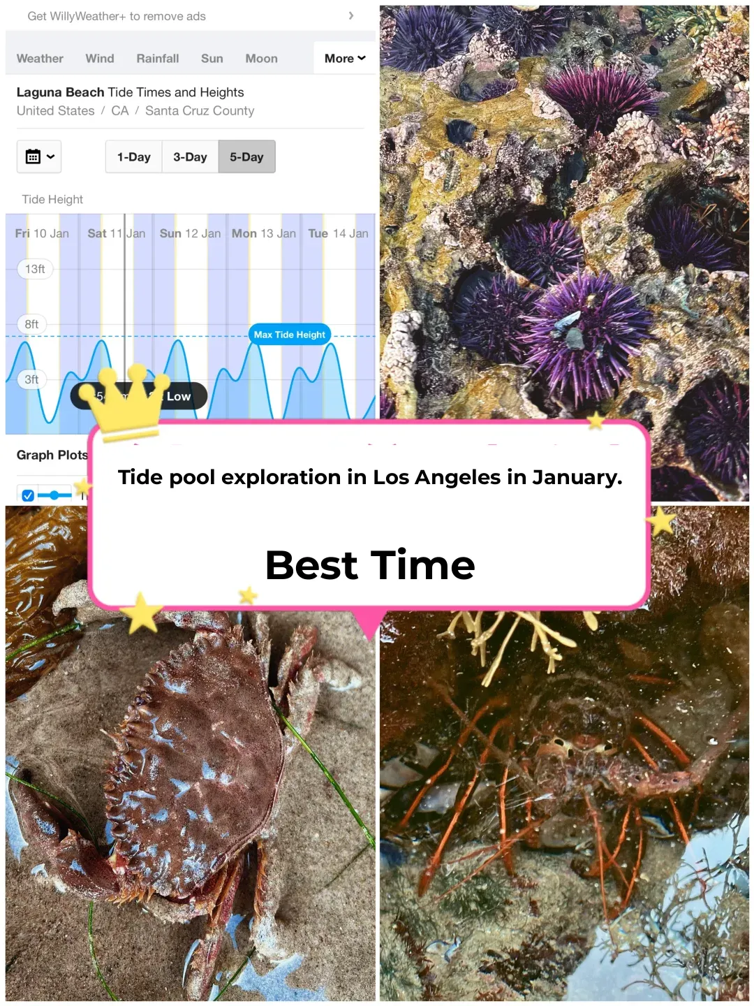 "Best Time to Explore Tide Pools in Los Angeles in January"