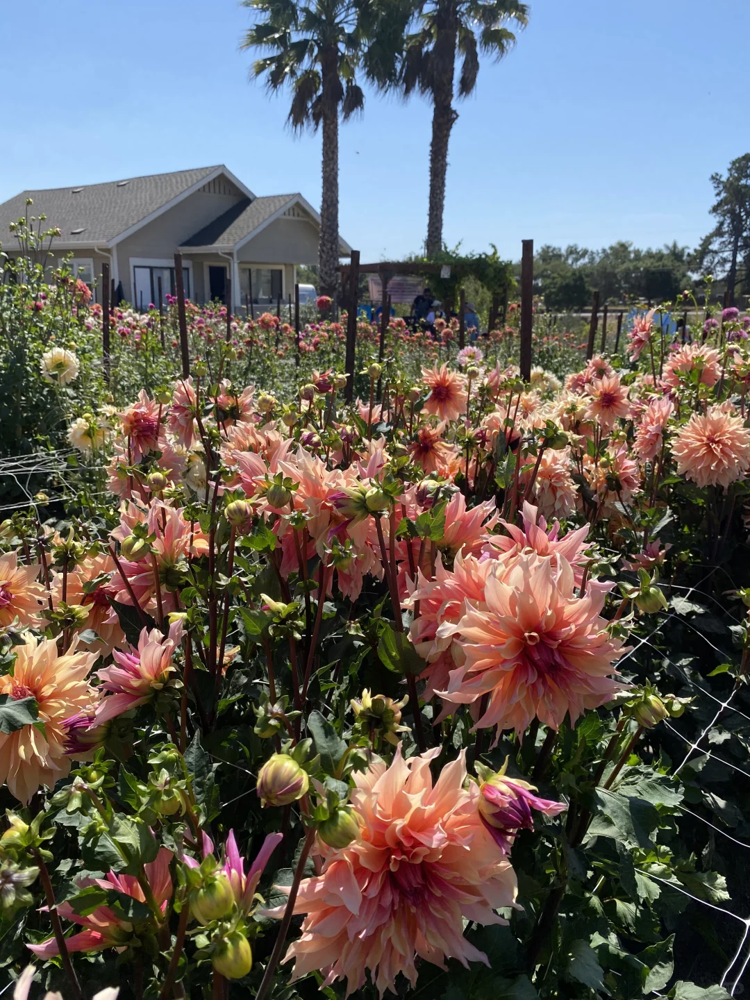 Bay Area Weekend | Swimming in a Sea of Flowers ~ So Blissful