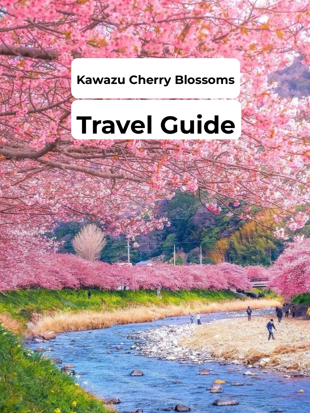 【Cherry Blossom Hunting in Japan】Kyoto's Hidden Gems for Early Sakura Viewing