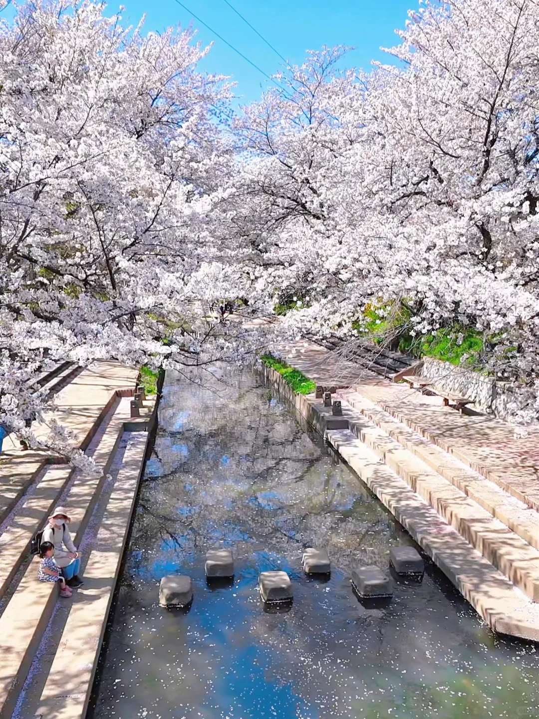 "Traveling thousands of miles to see the cherry blossoms here was the best decision I ever made!"