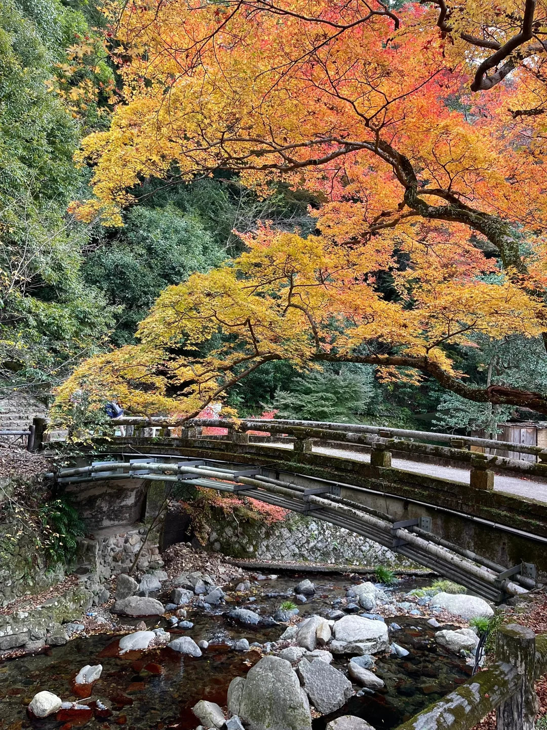Hidden Gem: 30-Minute Train Ride from Osaka for Stunning Autumn Foliage 🍁