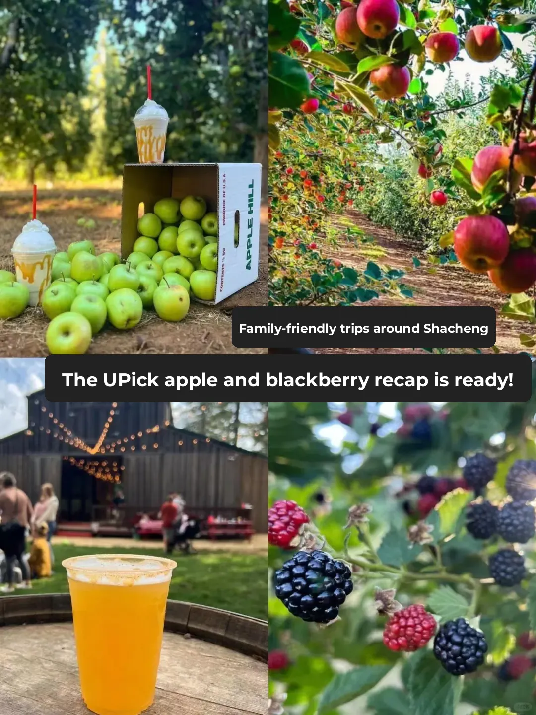 Family-Friendly Day Trip Near Sand City | U-Pick Apples🍎 & Blackberries!