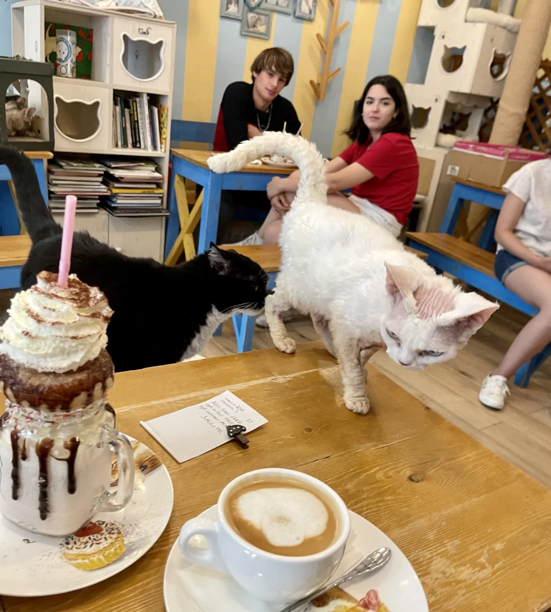 🇫🇷 Cat-Friendly Cafés in Paris: Chat Mallows