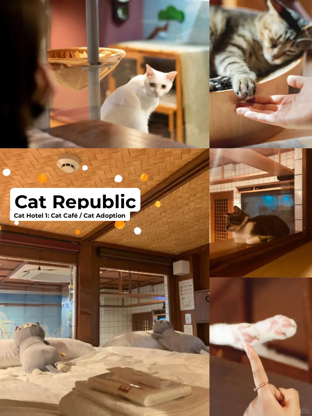 First-Time Cat Spa Experience 🐱 Checking Out the Cat Republic Hotel in Osaka