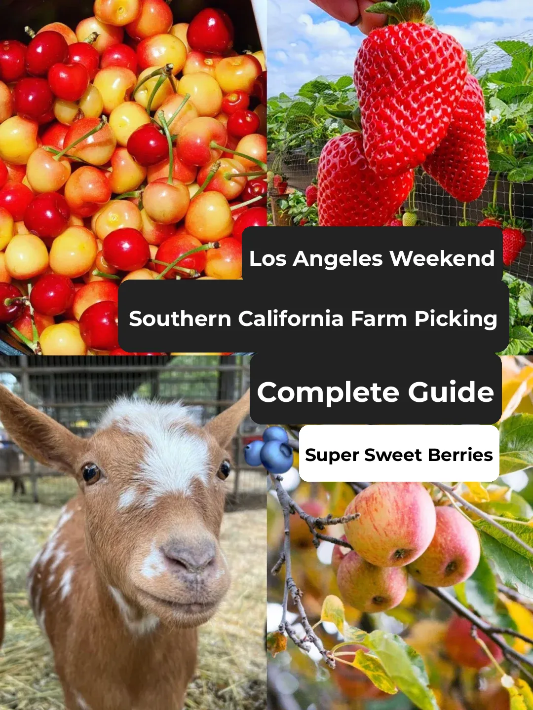 LA Area | Ultimate Guide to Farm Picking in SoCal - Super Sweet Berries 🫐🍓🍒