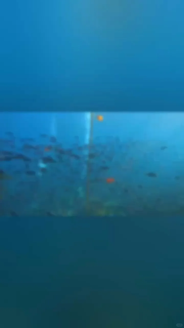 Kado Island Dive Park: The Most Comfortable Diving Experience Year-Round, with Breathtaking Scenery