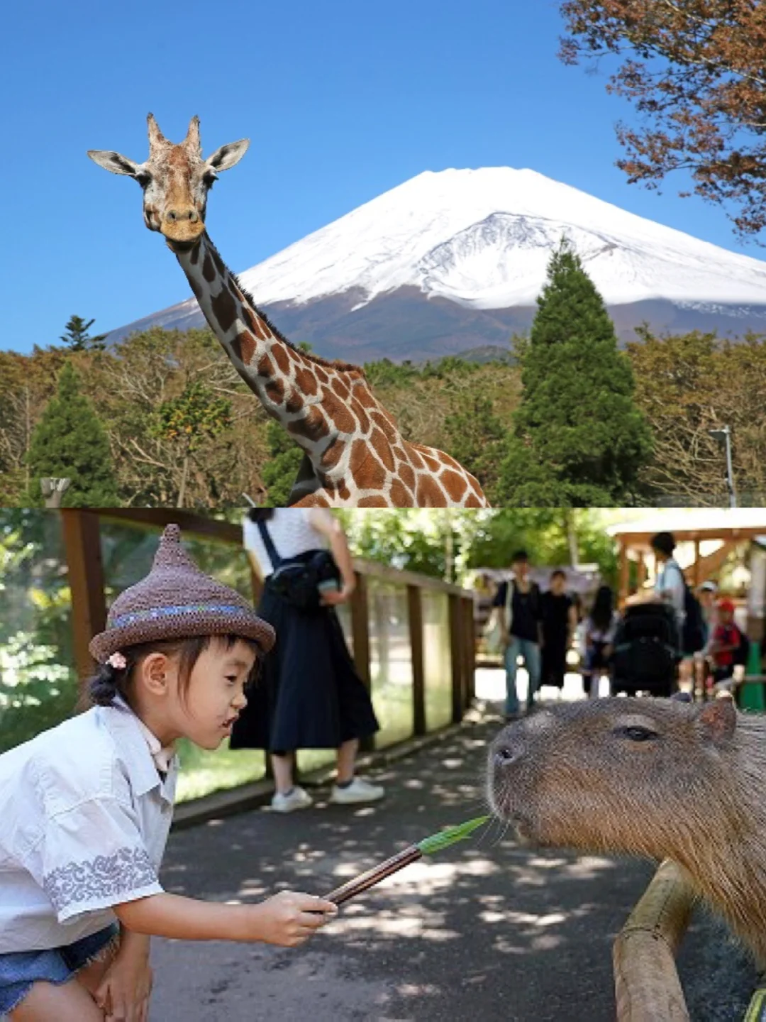 Family Travel Guide: 🗻 Wildlife Safari Park at the Foot of Mount Fuji