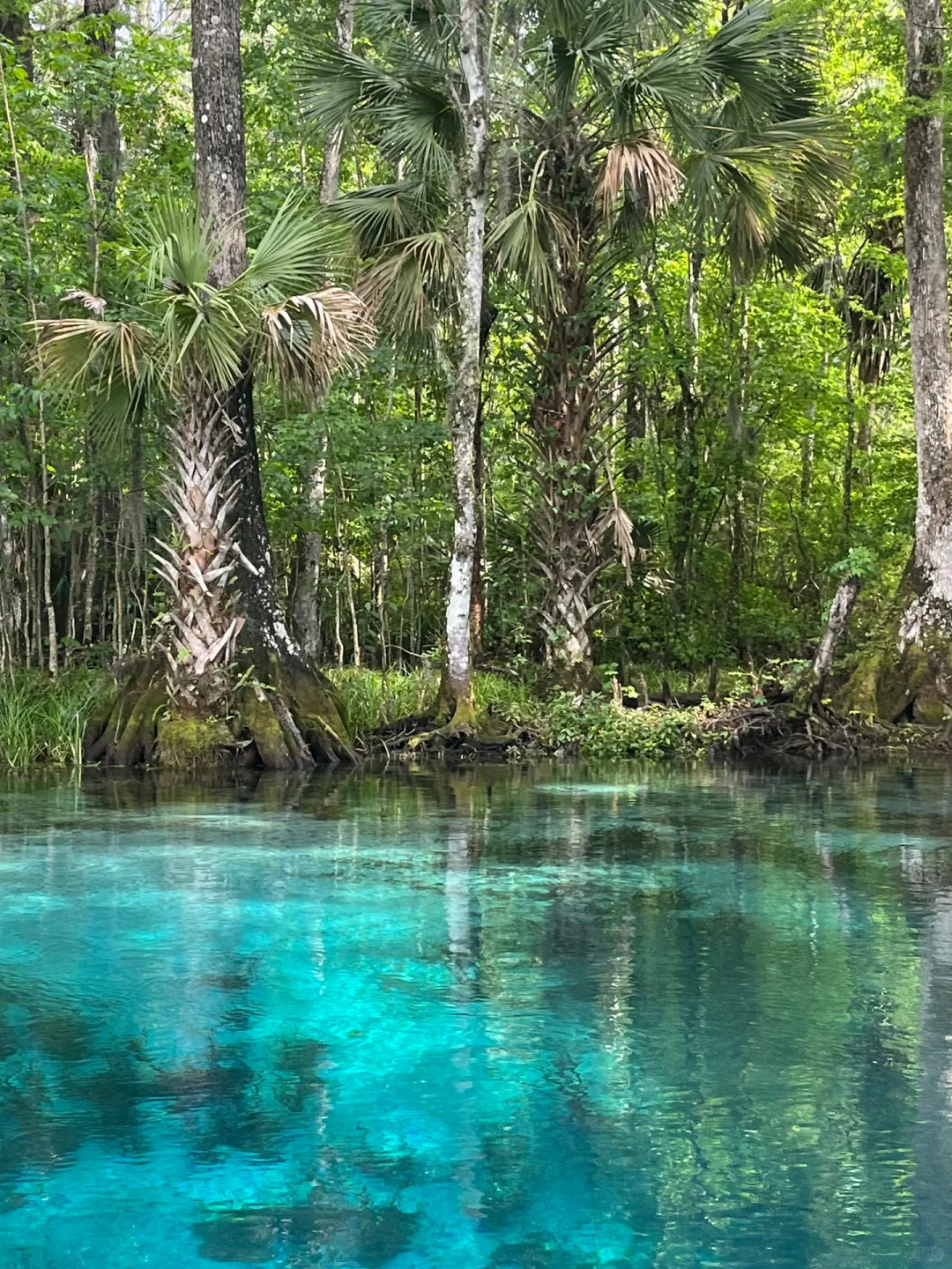 Tampa | Effortless Glass-Bottom Boat Ride and Breathtaking Forest Hike!