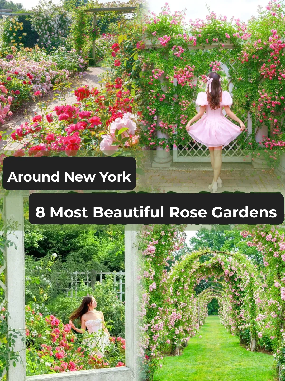 Must-See Roses in NYC This June-July 💐 Miss Them and Wait a Year
