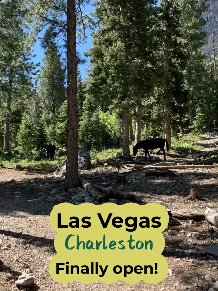 Wild Horses of Charleston in Las Vegas