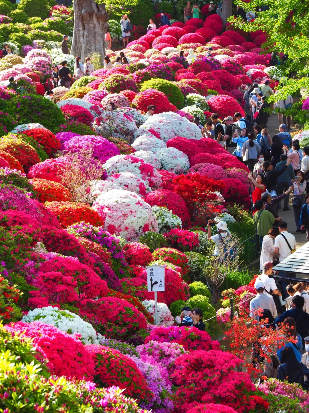 Nezu Shrine ⛩️, Did the Blooming Azaleas Take Your Breath Away?