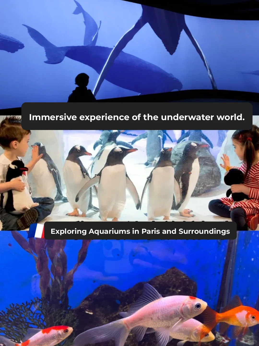 Top Weekend Spots in Paris | Immersive Underwater Aquarium Experience