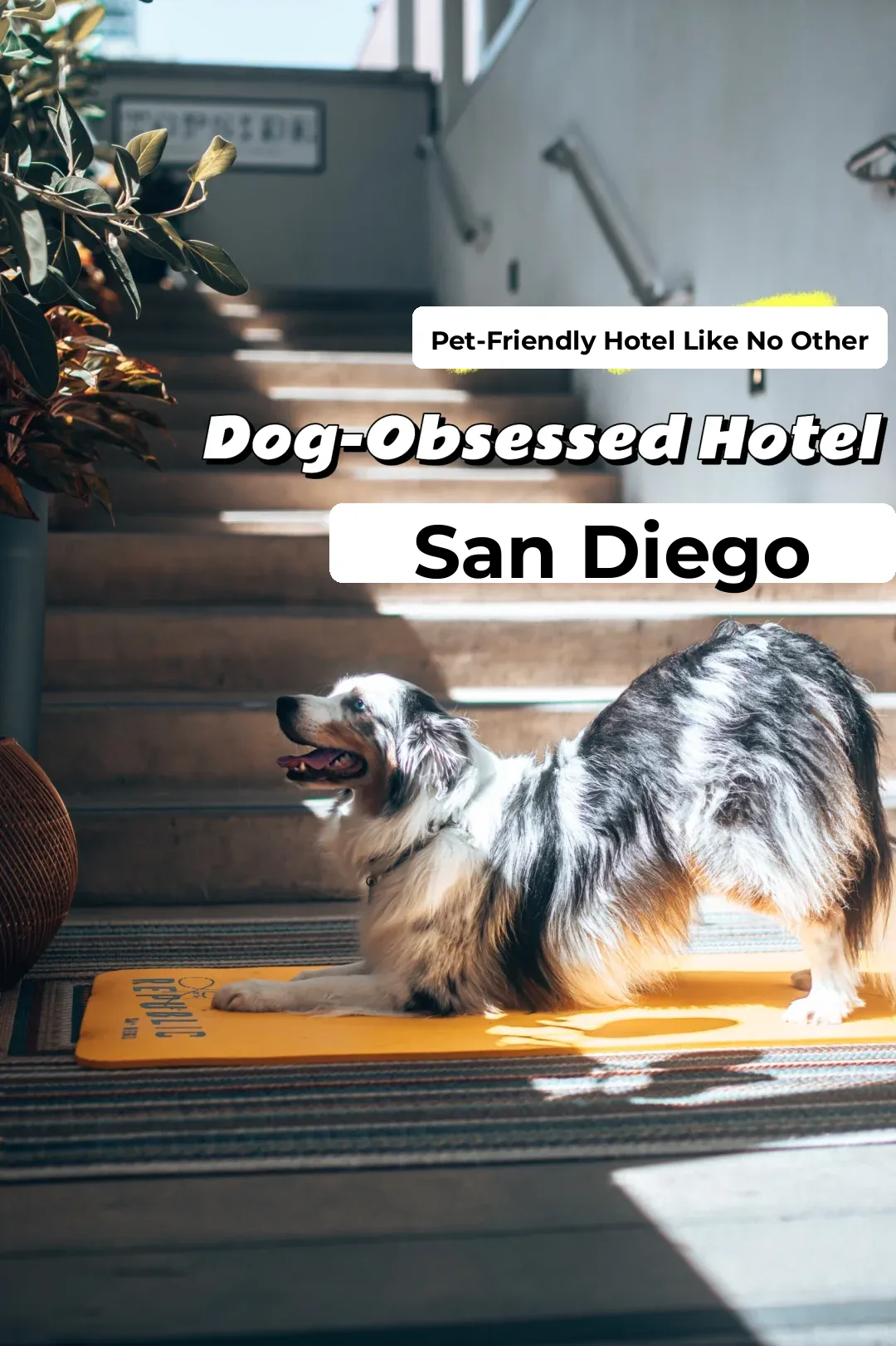 Where to Stay in San Diego with Your Dog? This Hotel Nails It!!