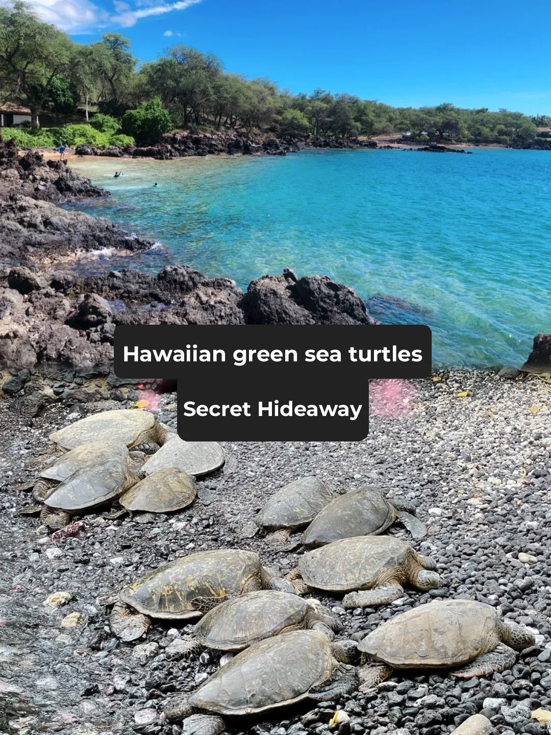 Maui Family Trip | The Secret Hideout of Hawaii's Green Sea Turtles