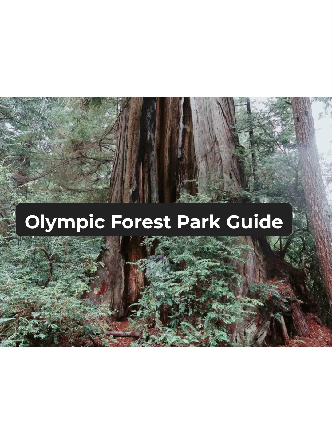 【Washington's Olympic Forest Park Compass 🧭】