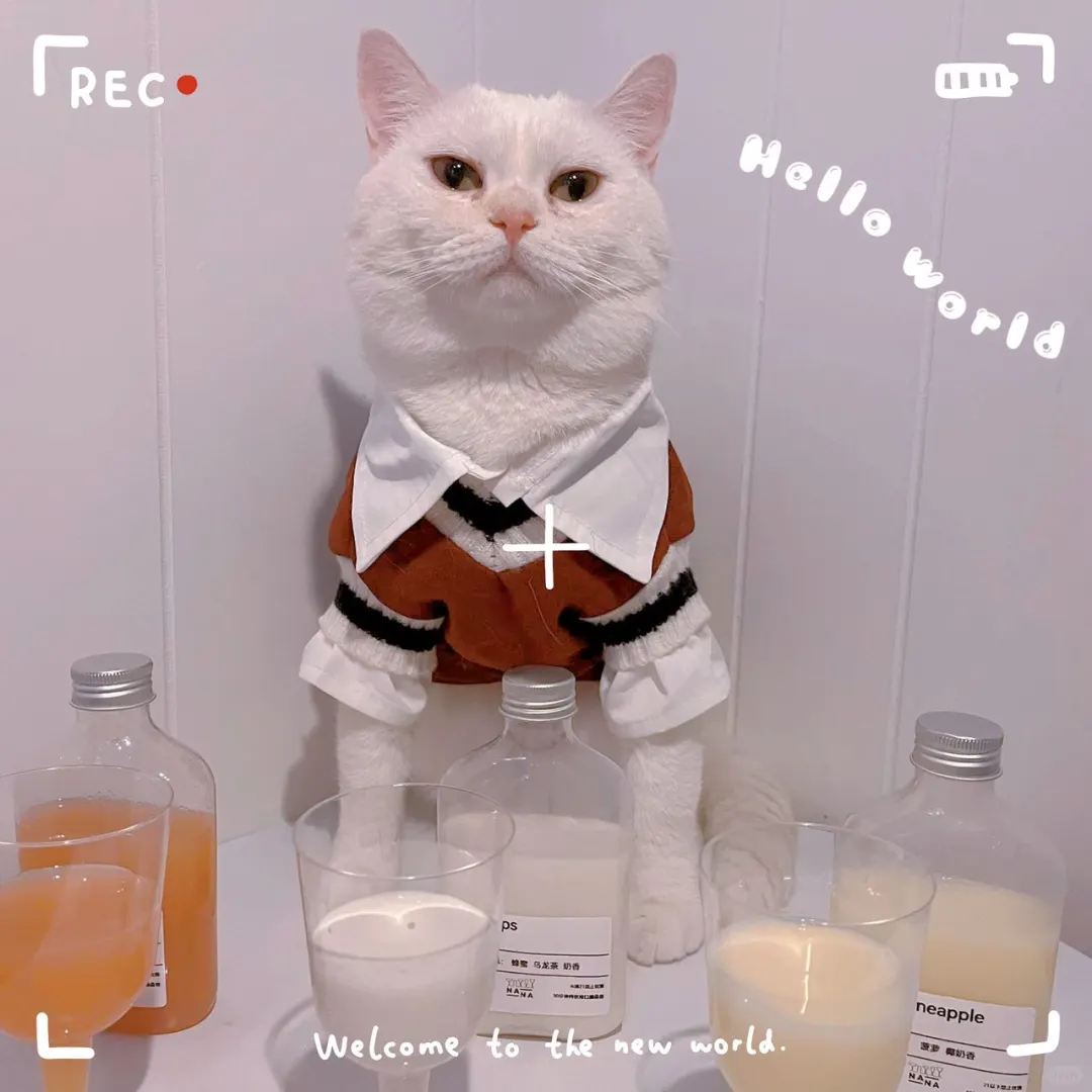 Wait, Even Cats Crave Sweet Wine? | Jersey City