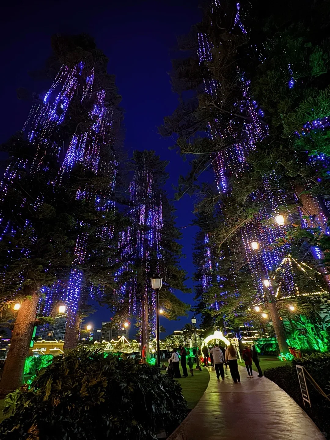 U.S. 🇺🇸 Day 355 | San Diego: California’s Century-Old Christmas Tree 🎄