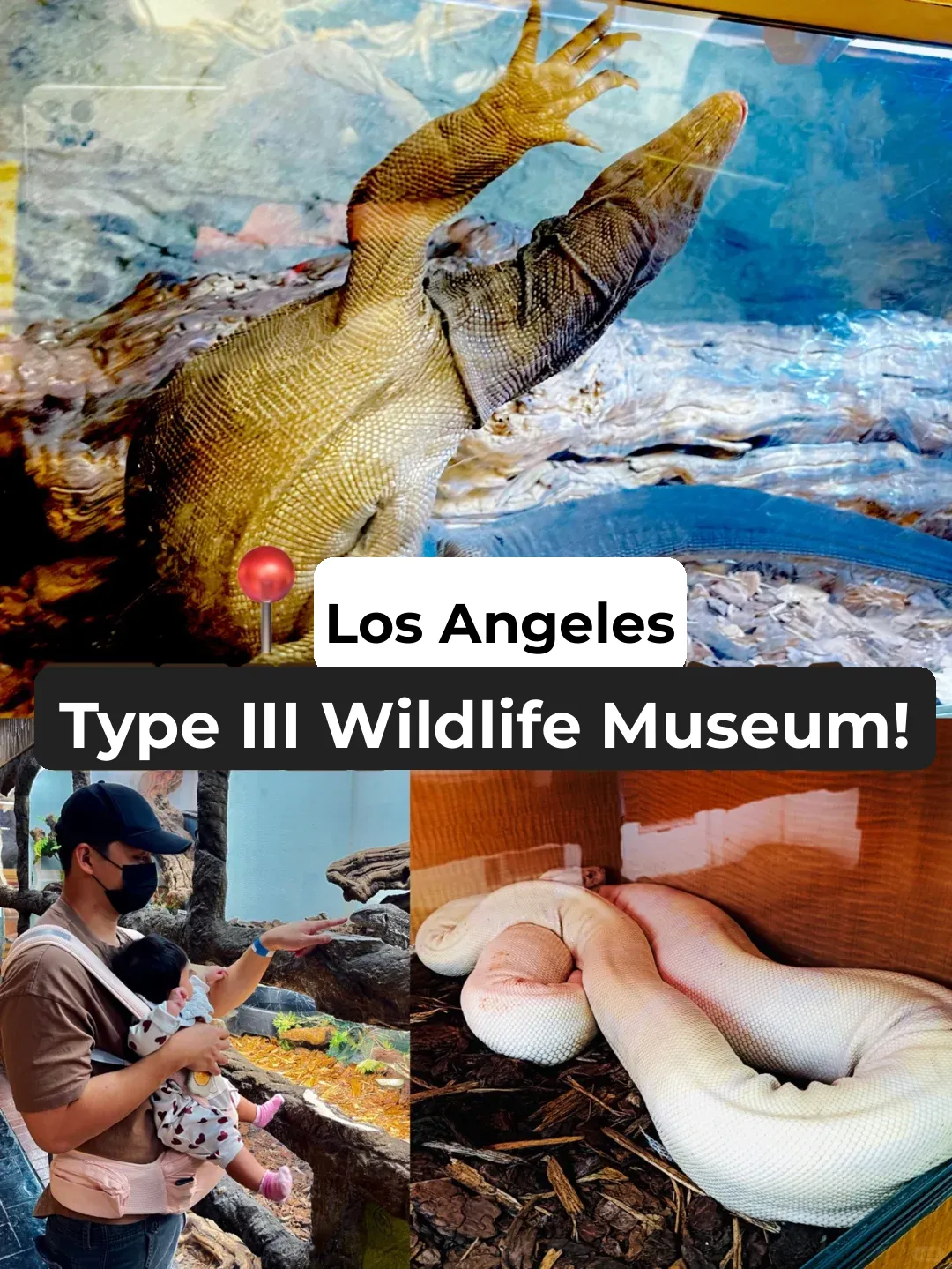 Hidden Gems: Wild & Weird Reptiles 🔥📍 Photo Ops + Family Fun