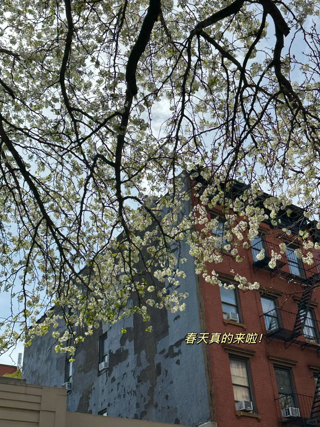 Today's Soho is a blast! ✨ Rag & Bone's iconic tees and pants 🔥 | Must-visit网红餐厅