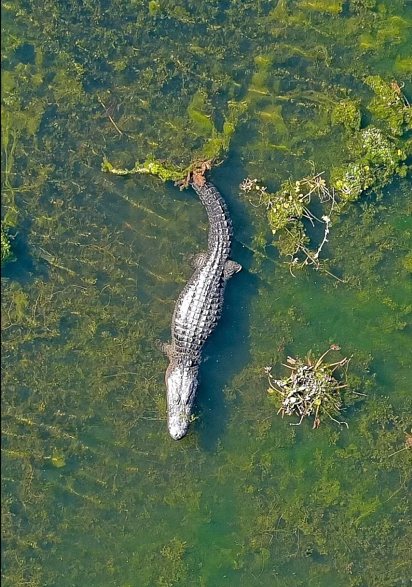 Great Spots for Gemstone Hunting and Treasure Seeking in Houston