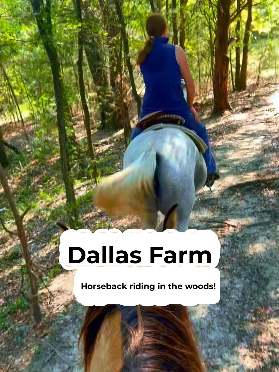 💥Horseback Riding in Dallas Woodlands🌈So Much Fun, Right?