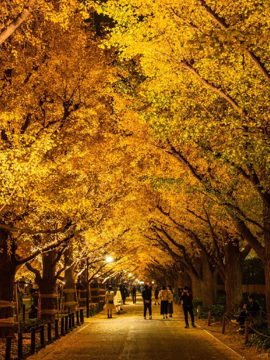 November 25th - December 3rd | Tokyo's Meiji Jingu Gaien Ginkgo Avenue