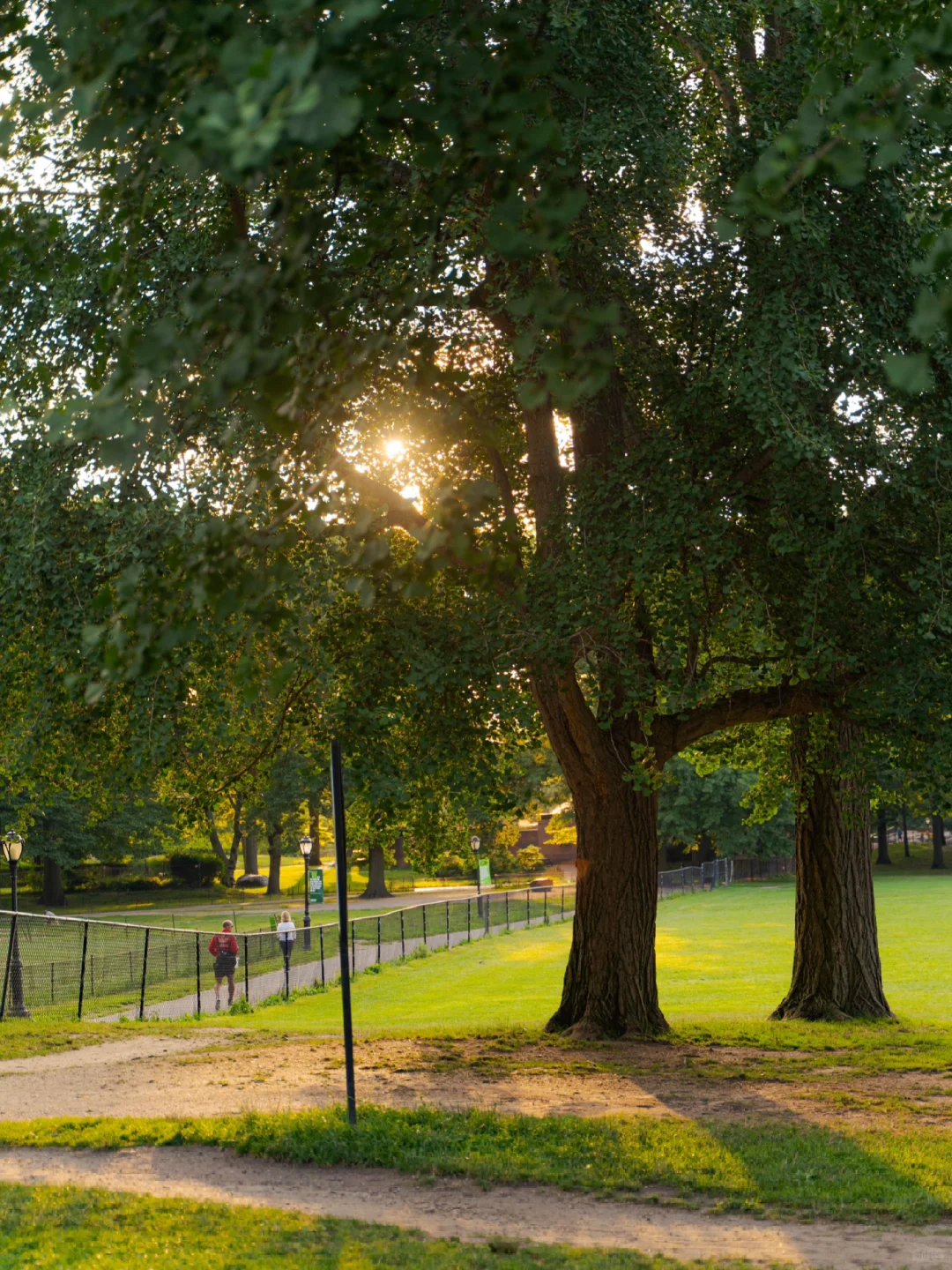 Dawn Awakening | Manhattan Park in New York 🌱🚴‍♂️📸🗽