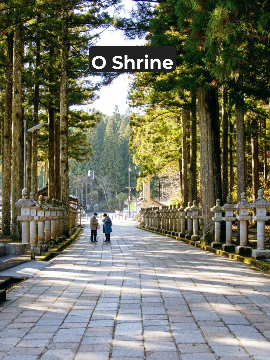 Classic Wakayama Itinerary 🥰 Must-Visit for Off-the-Beaten-Path Japan