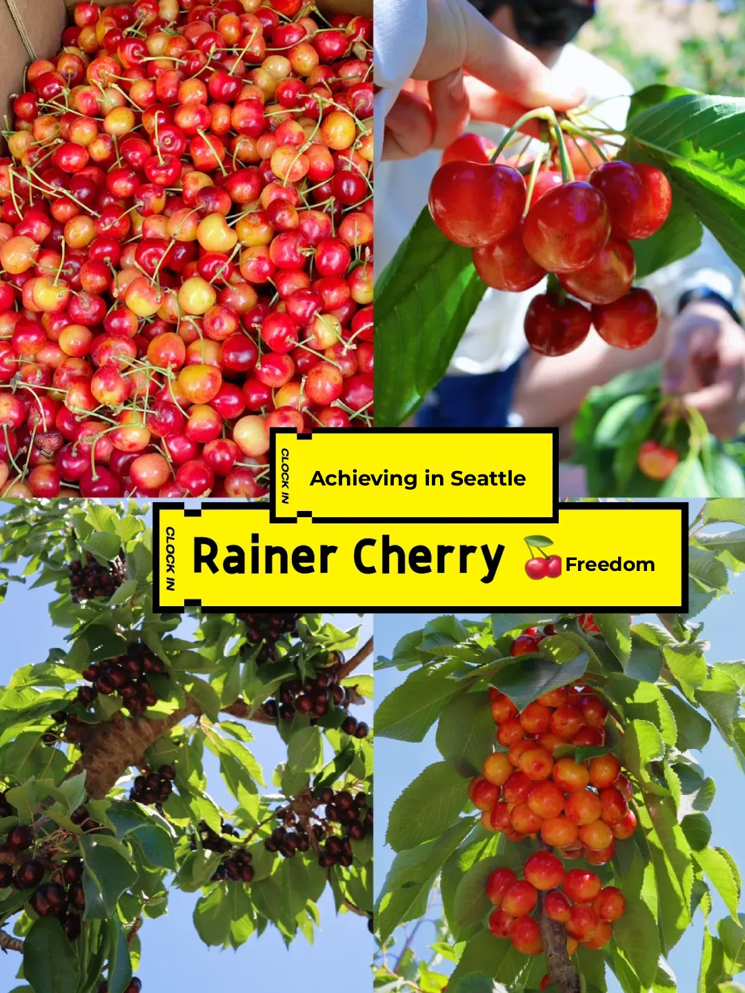 Seattle | Year Three of Cherry Picking