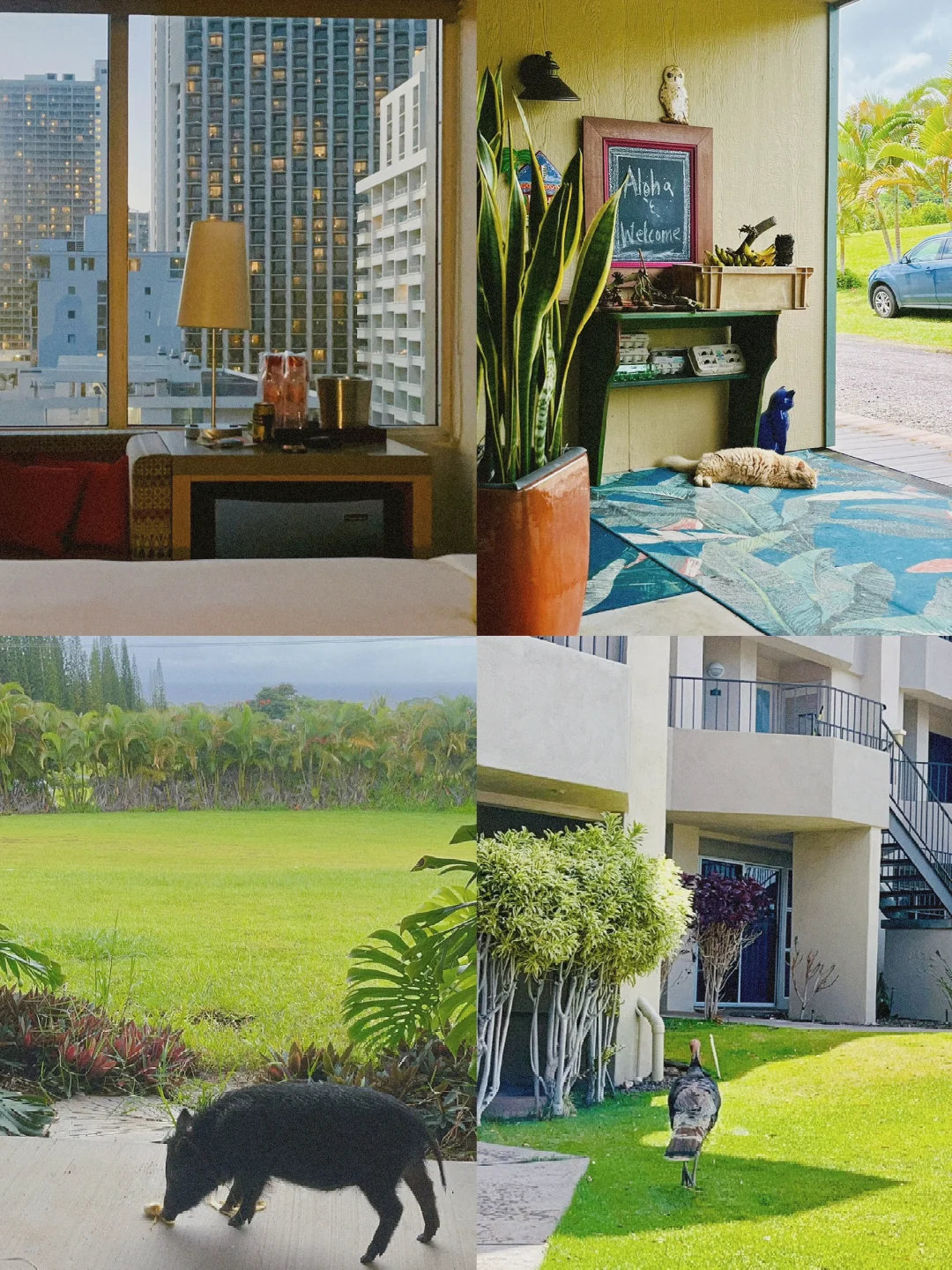 🌴 Hawaii Trip: Top 3 Affordable Accommodations