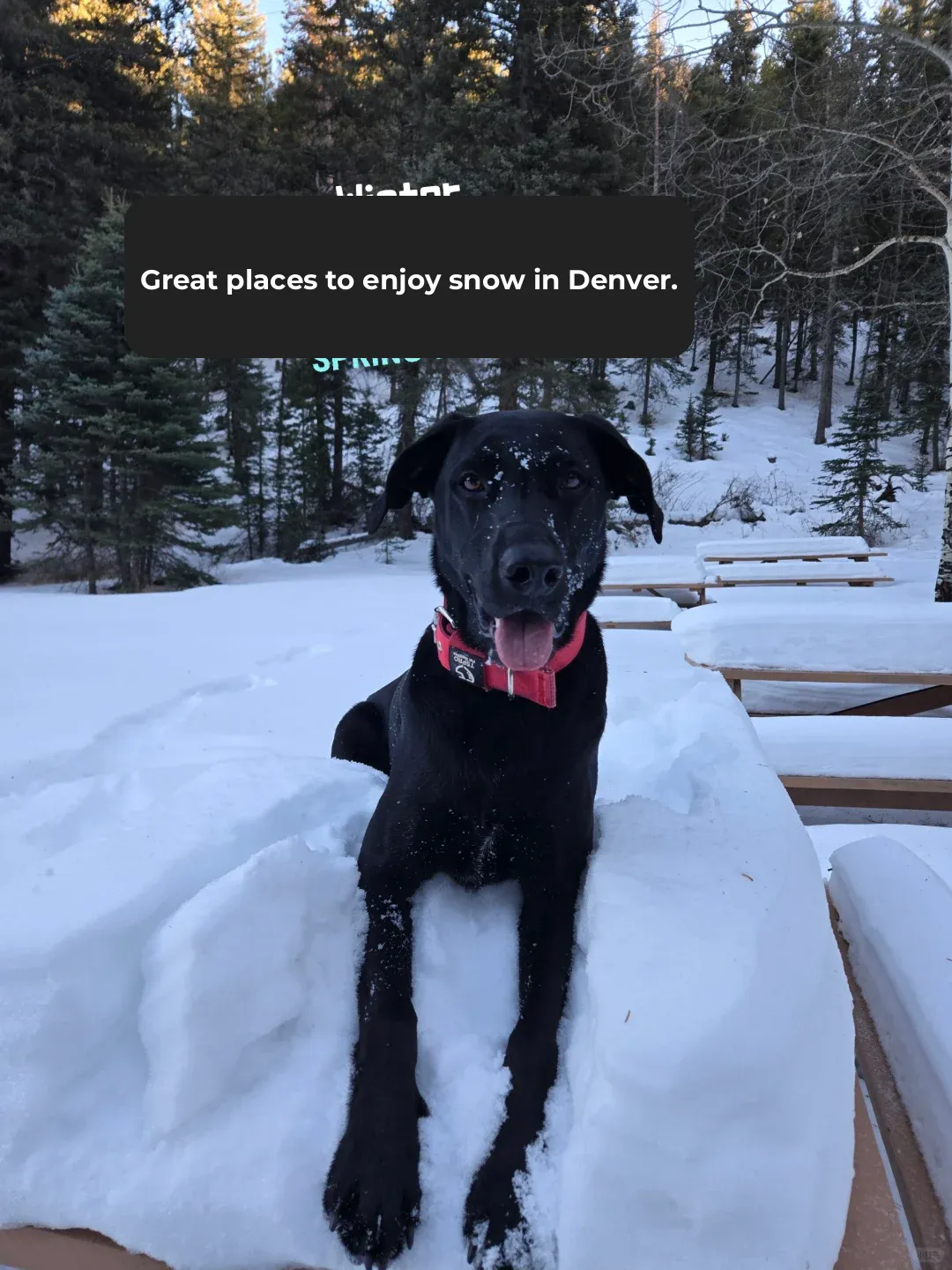 Winter in Colorado | 2 Lesser-Known Snowy Parks for Hiking with Your Dog