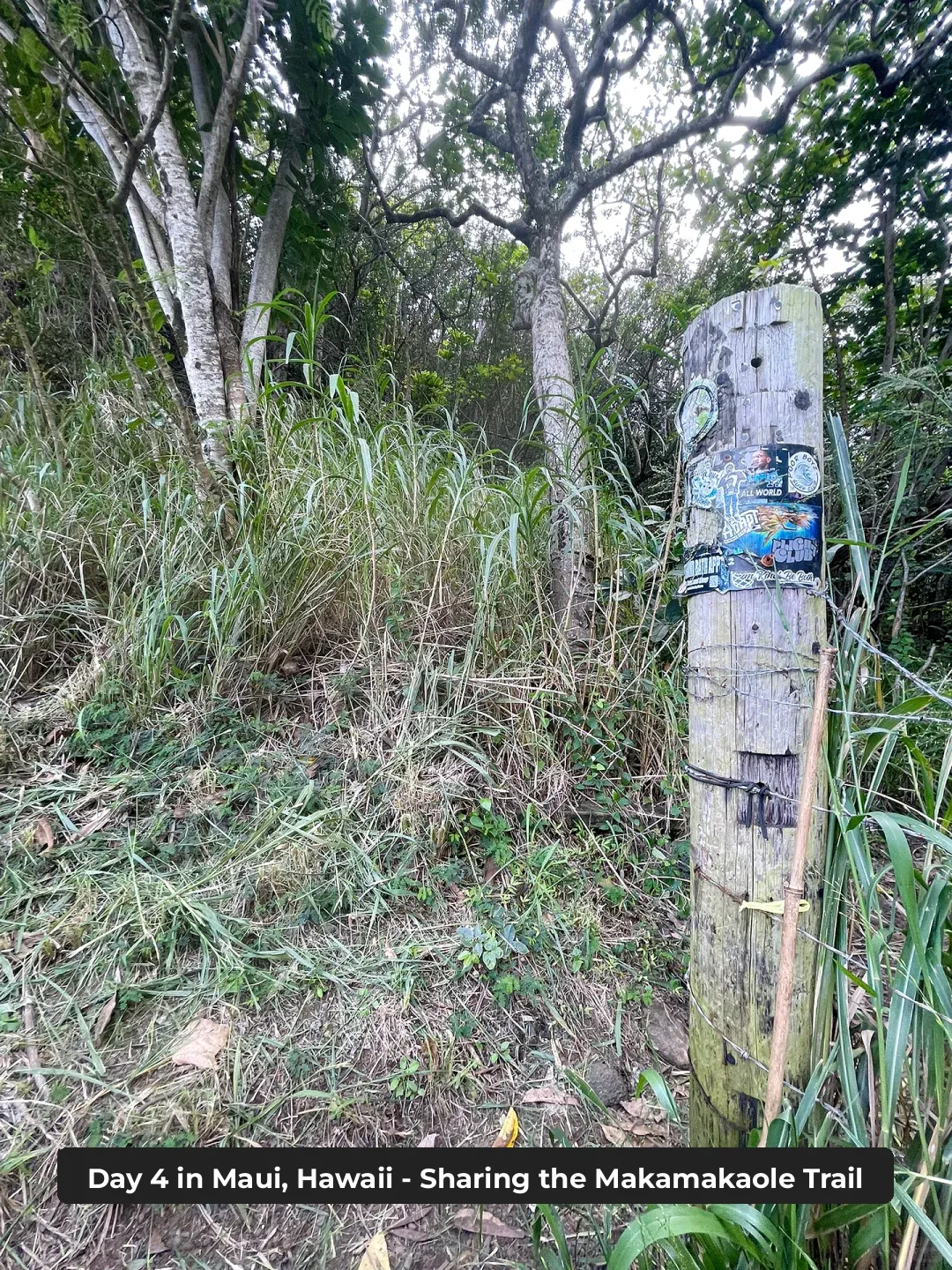 🇺🇸 Maui, Hawaii | Sharing the Makamakaole Trail Experience