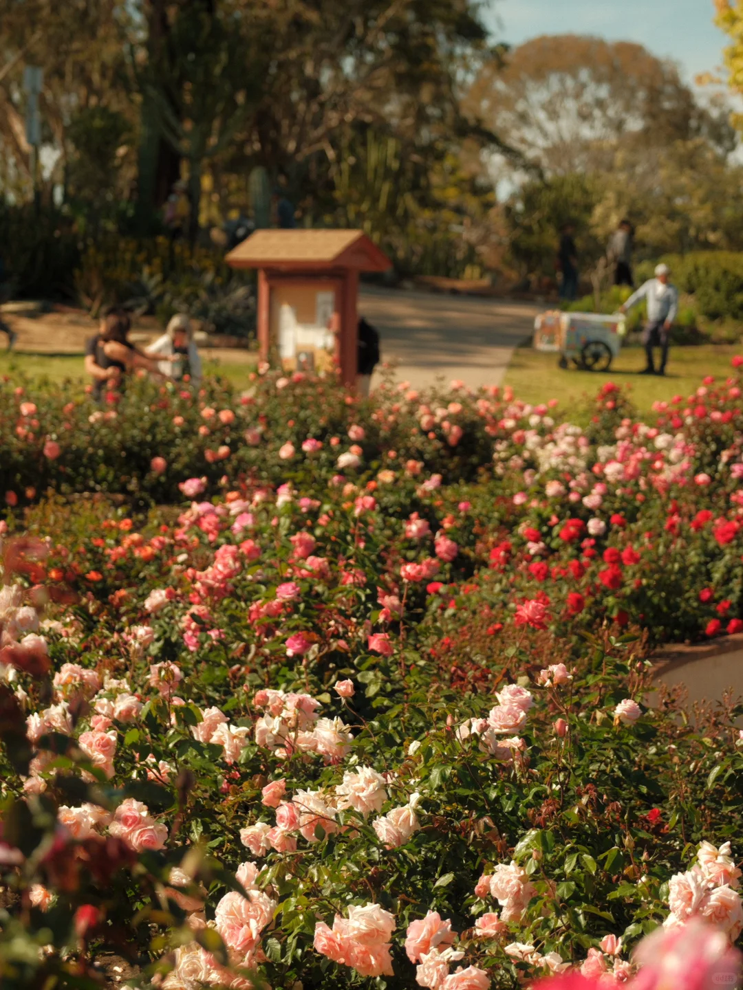 🌹 California | Stepping into the Enchanting French-Style Rose Garden of San Diego