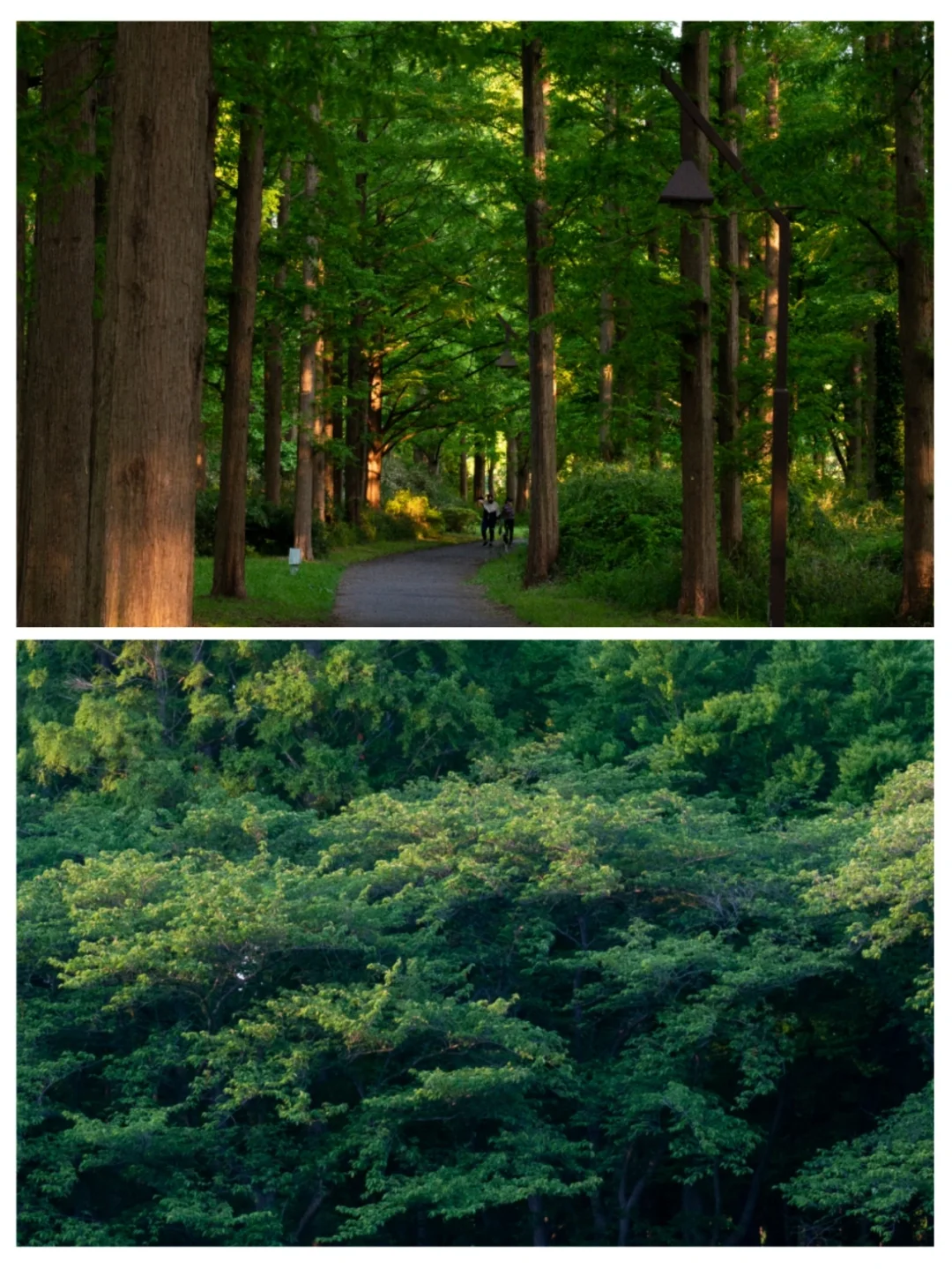 This park in Tokyo is absolutely amazing, the Suimo Little Forest!