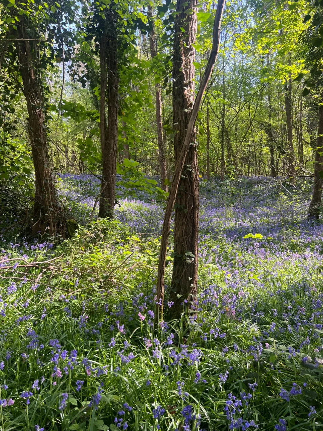 Paris Vibes – Hit the Trails