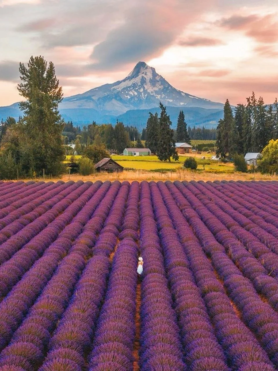 "Floral Fields Paired with Snow-Capped Peaks 🪻 You Must Know This Heavenly Route"