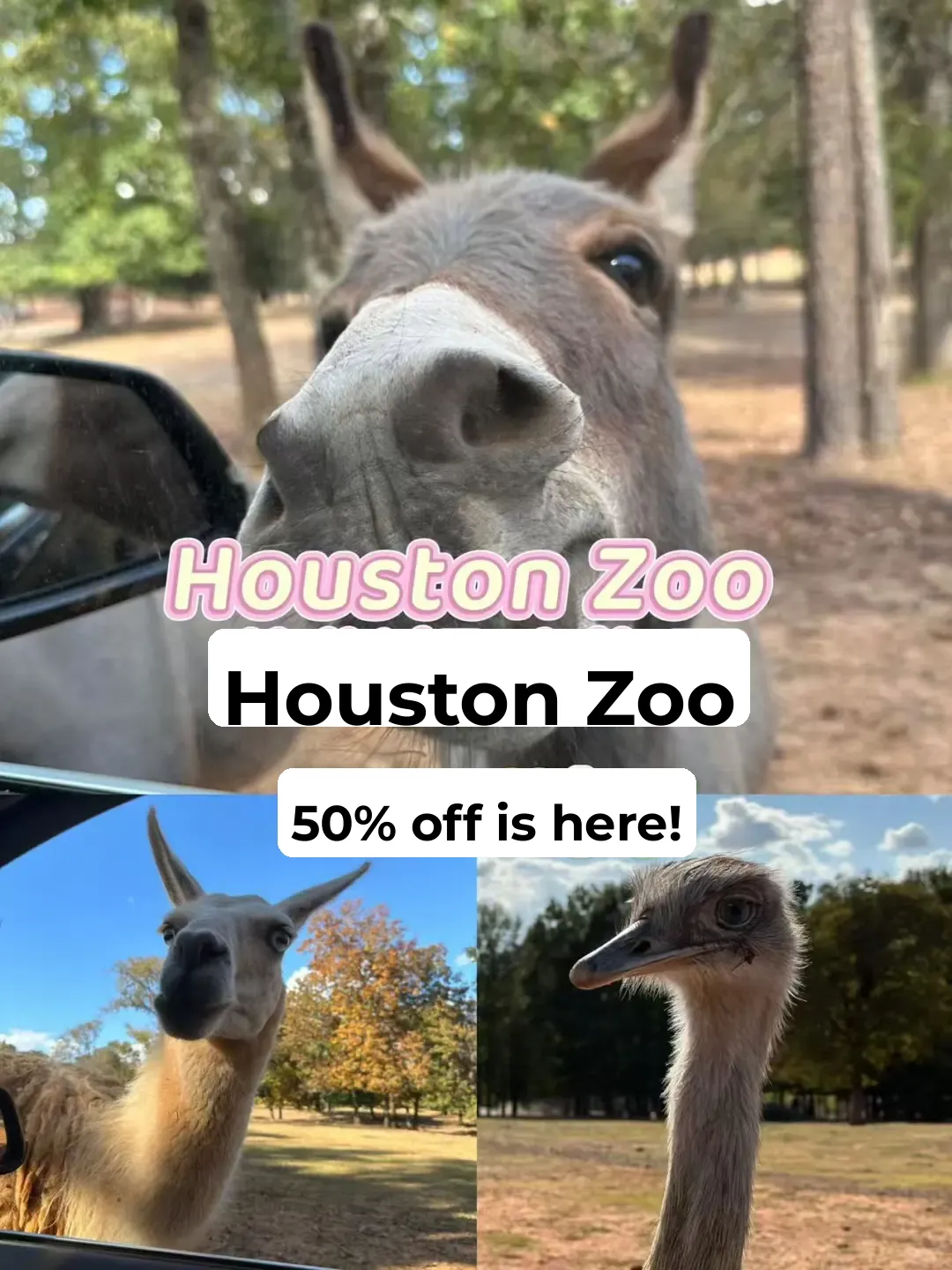 Ultimate Guide to Houston Zoo!