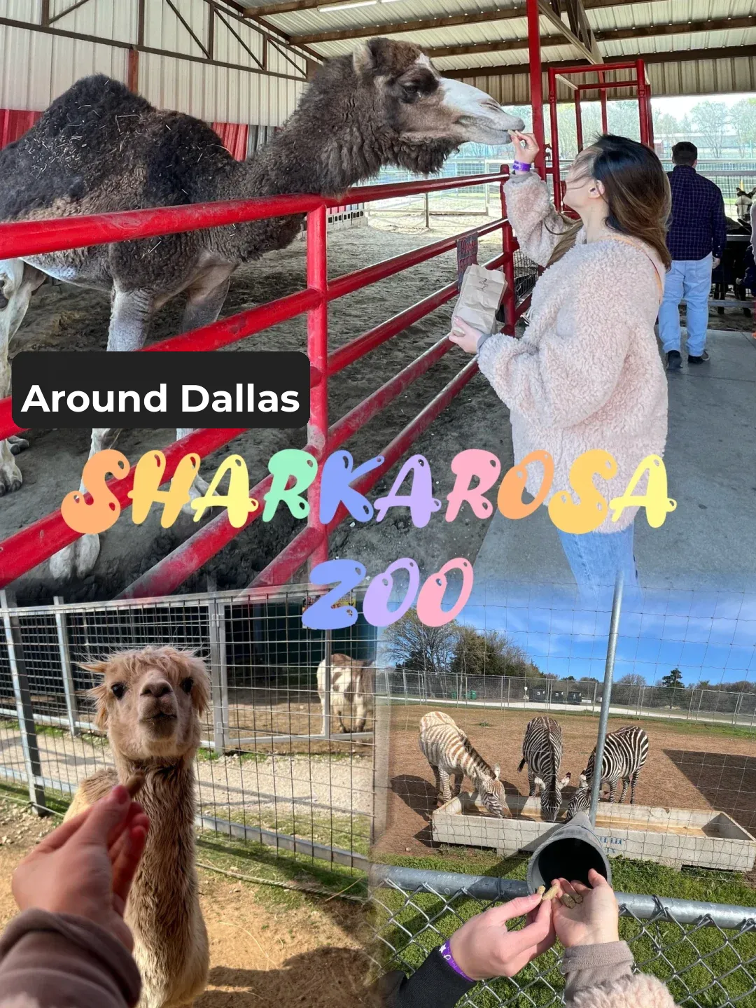 Dallas Area | A Zoo Where You Can Watch and Feed the Animals 🦘