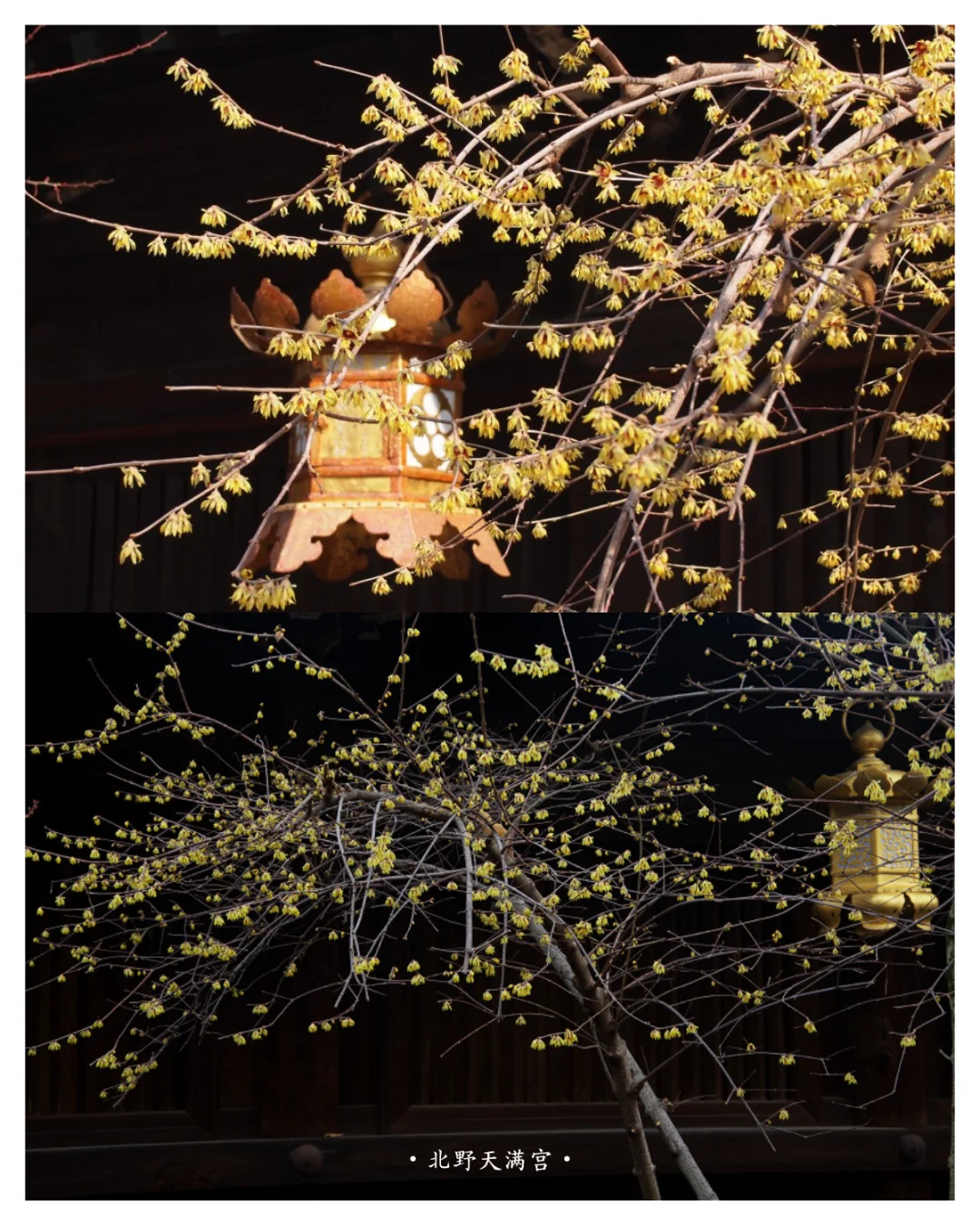 Kyoto Adventure | Winter Getaway Guide to Admiring Winter Sweet in Kyoto