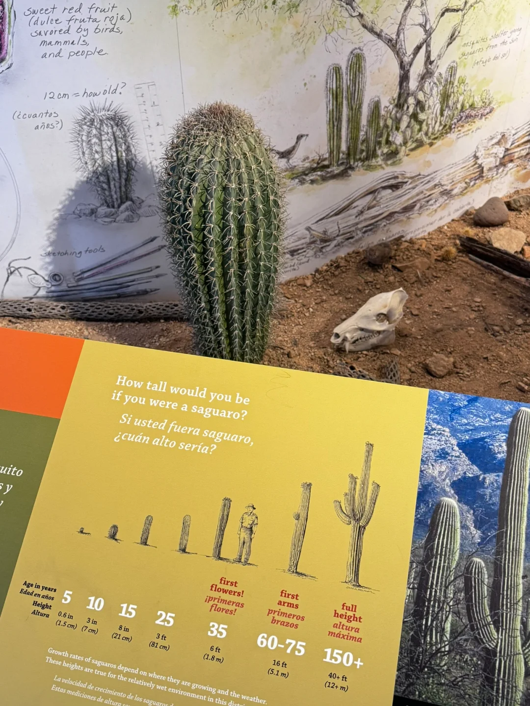 Saguaro National Park | The Aesthetic of Desert Cacti 🌵