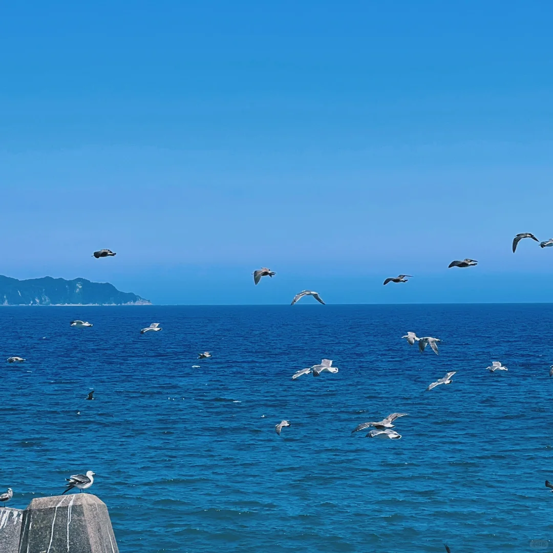 Day Trip 🚗 Road Trip Around Tokyo (Chiba Edition)