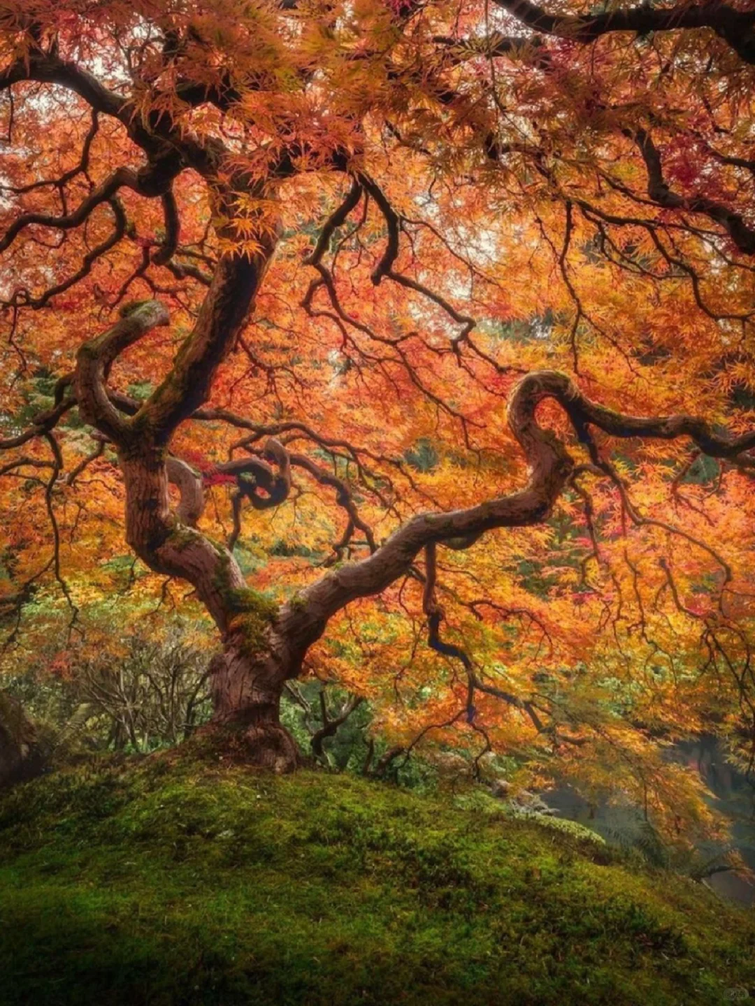 Hidden Gem in the U.S. 🍁 Portland’s Gardens Deserve All the Hype