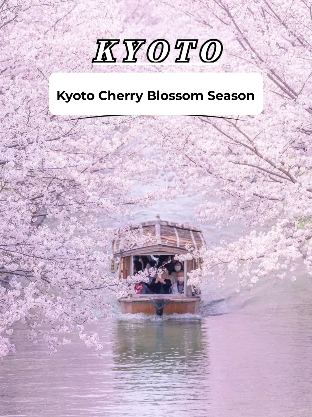 2024 Cherry Blossom Season 🌸 Kyoto Edition | Top 7 Must-Visit Sakura Spots
